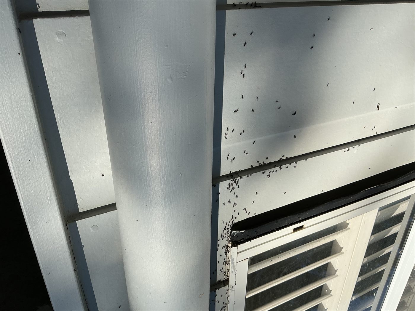 Ants swarming around a window frame on a Port Macquarie home