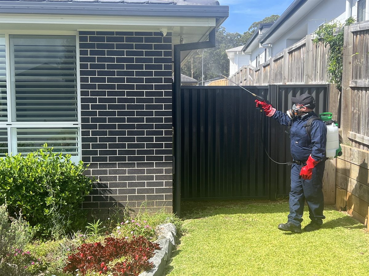 Fumatex treating the exterior of a Wauchope property