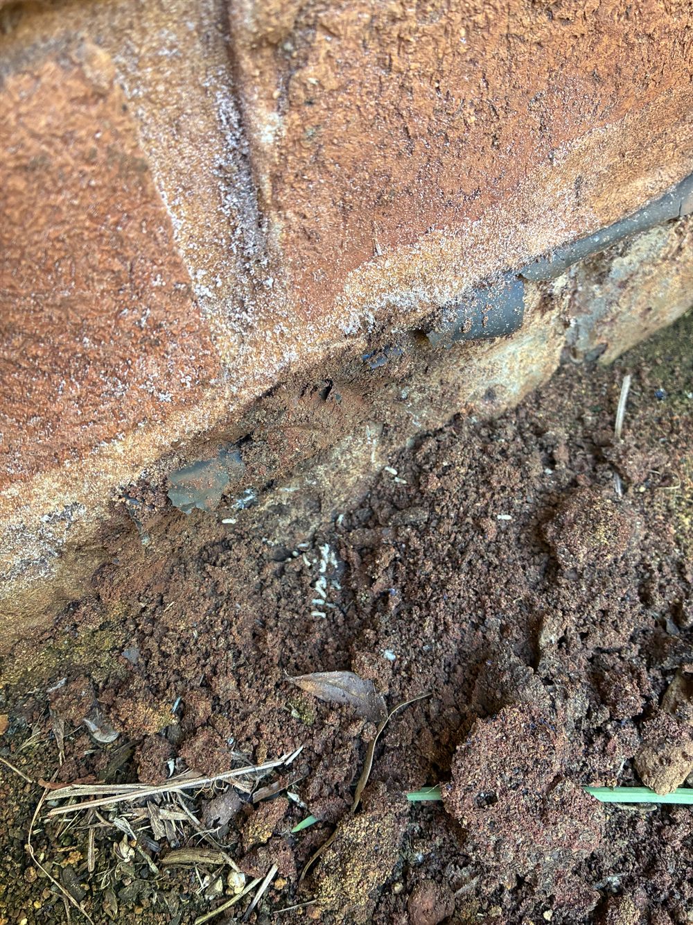 Termite damage and mud found at the base of a wall
